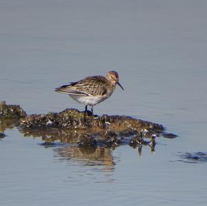 Dunlin