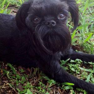 Brussels Griffon