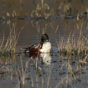 Northern Shoveler