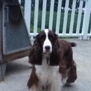 Spaniel (English Springer)