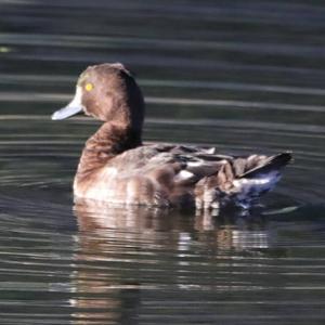 Tufted Duck