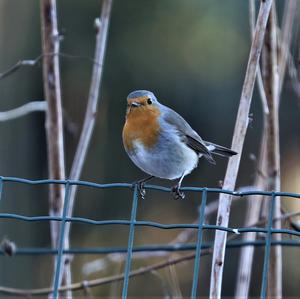 European Robin