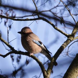 Eurasian Jay