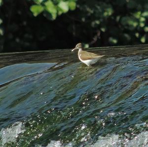 Common Sandpiper