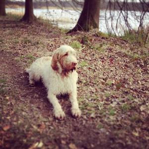 Spinone Italiano