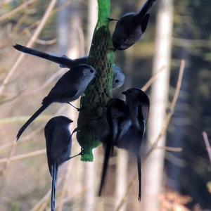 Long-tailed Tit