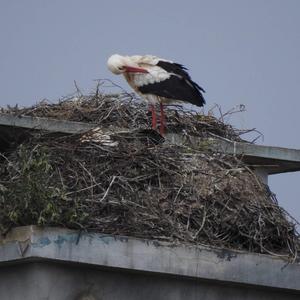 White Stork