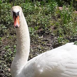 Mute Swan