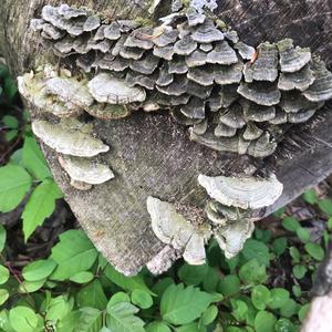 Turkey-tail