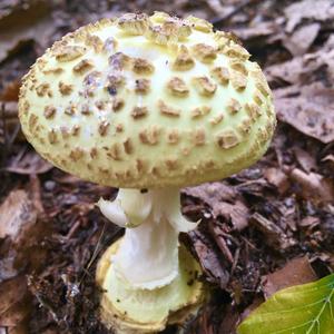 Citron Amanita