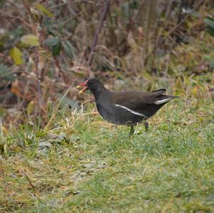 Common Moorhen