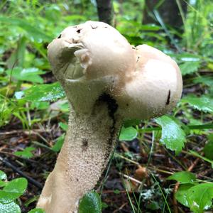 Pestle-shaped Puffball