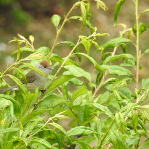 Blackcap