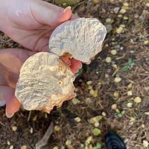 Meadow Puffball