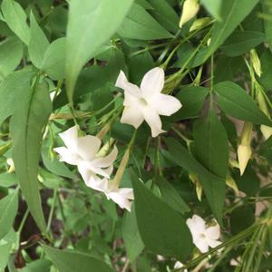 Scented Jasmine