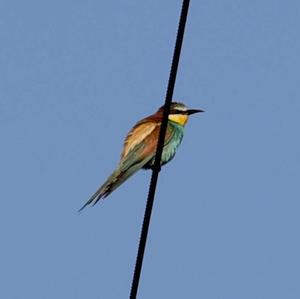 European Bee-eater