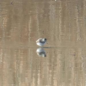 Green Sandpiper