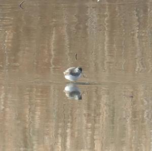 Green Sandpiper