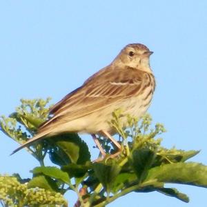 Tree Pipit