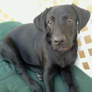 Retriever (Labrador)