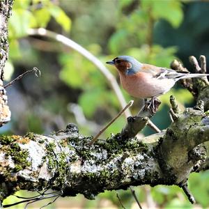 Eurasian Chaffinch