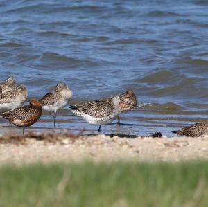 Bar-tailed Godwit