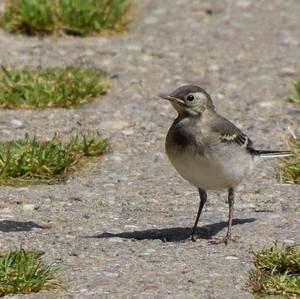 White Wagtail