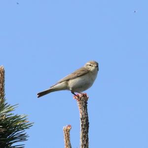 Willow Warbler