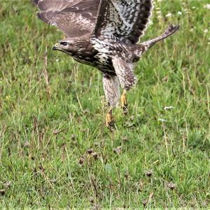 Common Buzzard