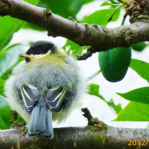 Blue Tit