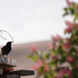 Common Starling