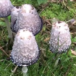 Shaggy Mane