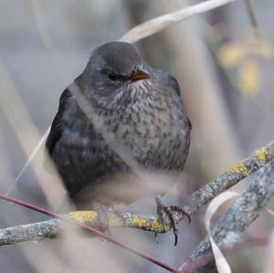 Eurasian Blackbird