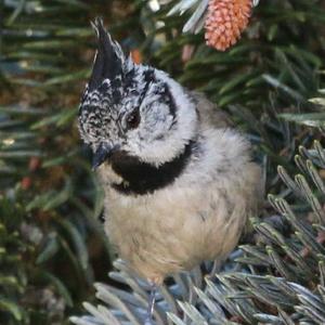 Crested Tit