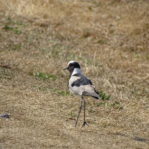 Blacksmith Lapwing