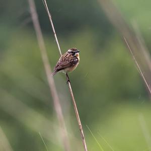 Braunkehlchen