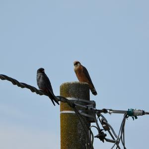 Red-footed Falcon