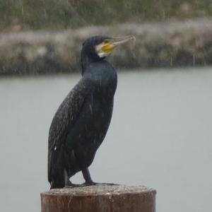 Great Cormorant