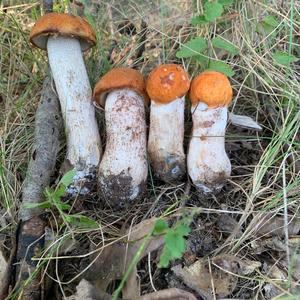 Orange Birch Bolete