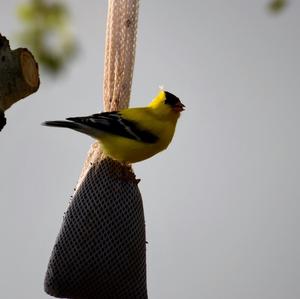 Lesser Goldfinch