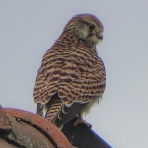 Common Kestrel