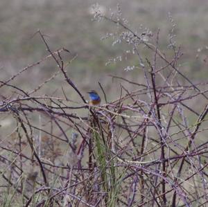 Bluethroat