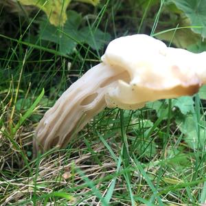 Fluted White Helvella