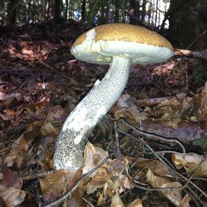 Orange Birch Bolete