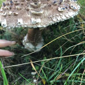 Parasol Mushroom