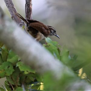 Carolina Wren