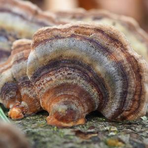 Turkey-tail