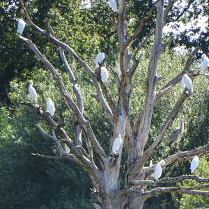 Cattle Egret