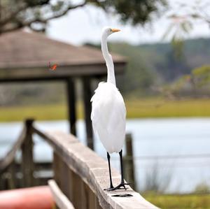 Great Egret