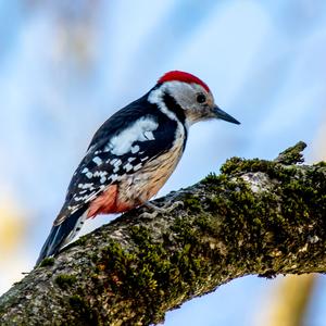 Middle Spotted Woodpecker